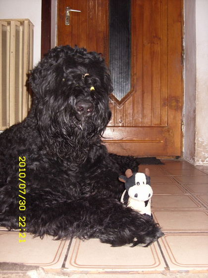 9001989_6cb09a21879cc693278879e24d2ff554_m.jpg