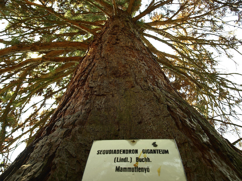 Pacsker: Mammutfenyő (Sequoiadendron giganteum)