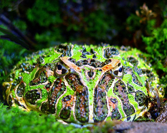 gigacsiga: 750px-Argentine horned frog (Ceratophrys ornata)