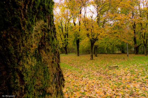 Photgrapher: "Fa mögül az ősz"