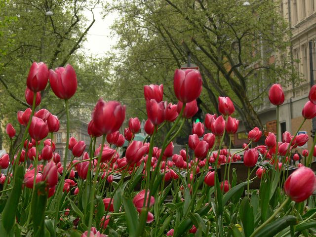 Az operett tulipánjai