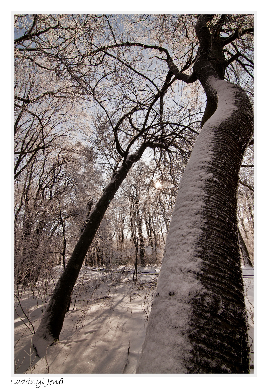 Snowy forest