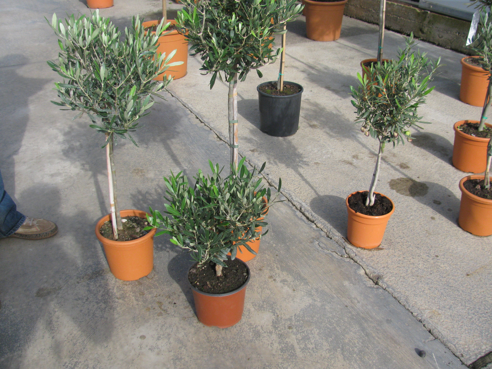 Olea Europea 949