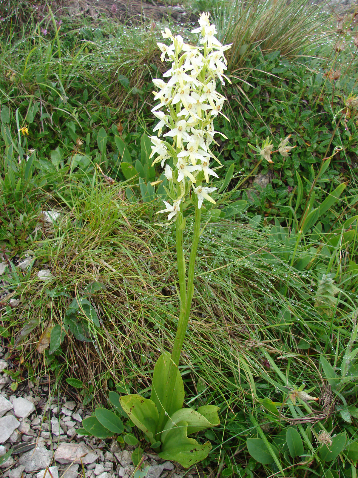 Kétlevelű sarkvirág (Platanthera bifolia)