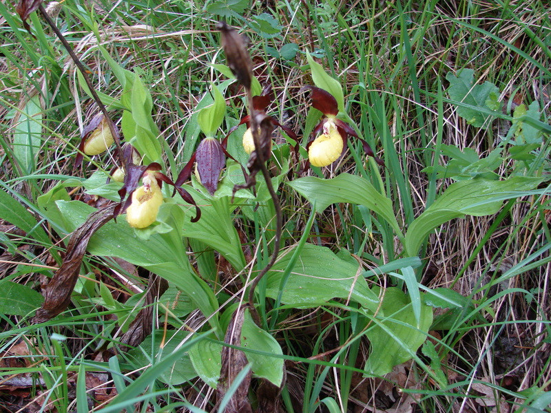 Boldogasszony papucsa (Cypripedium calceolus)