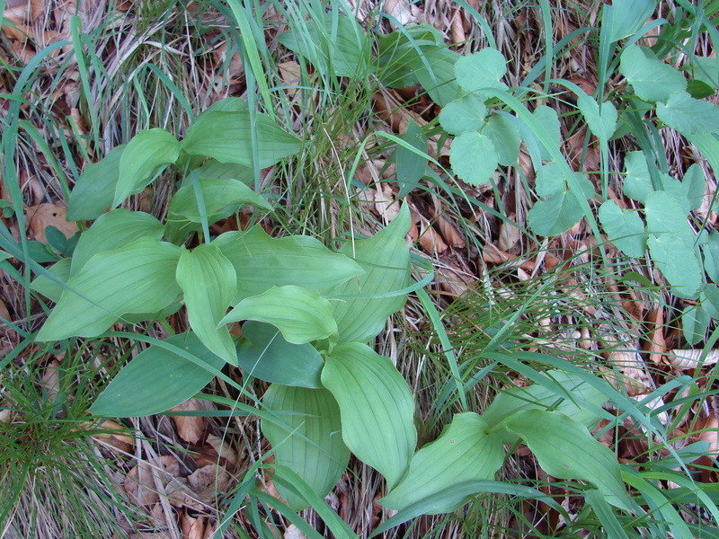 C. calceolus (Ómassa)