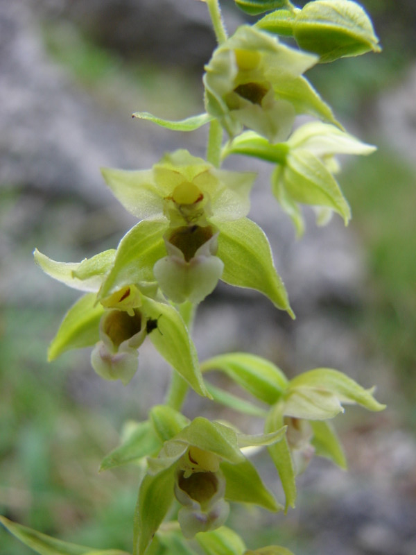 Nöszőfű  faj (Epipactis sp.)