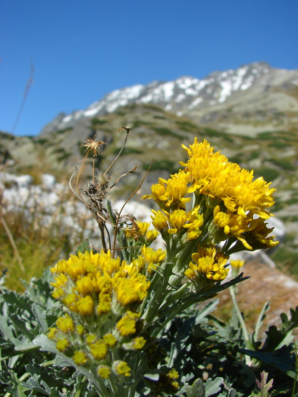 Szürke aggófű (Senecio incanus ssp. carniolicus)