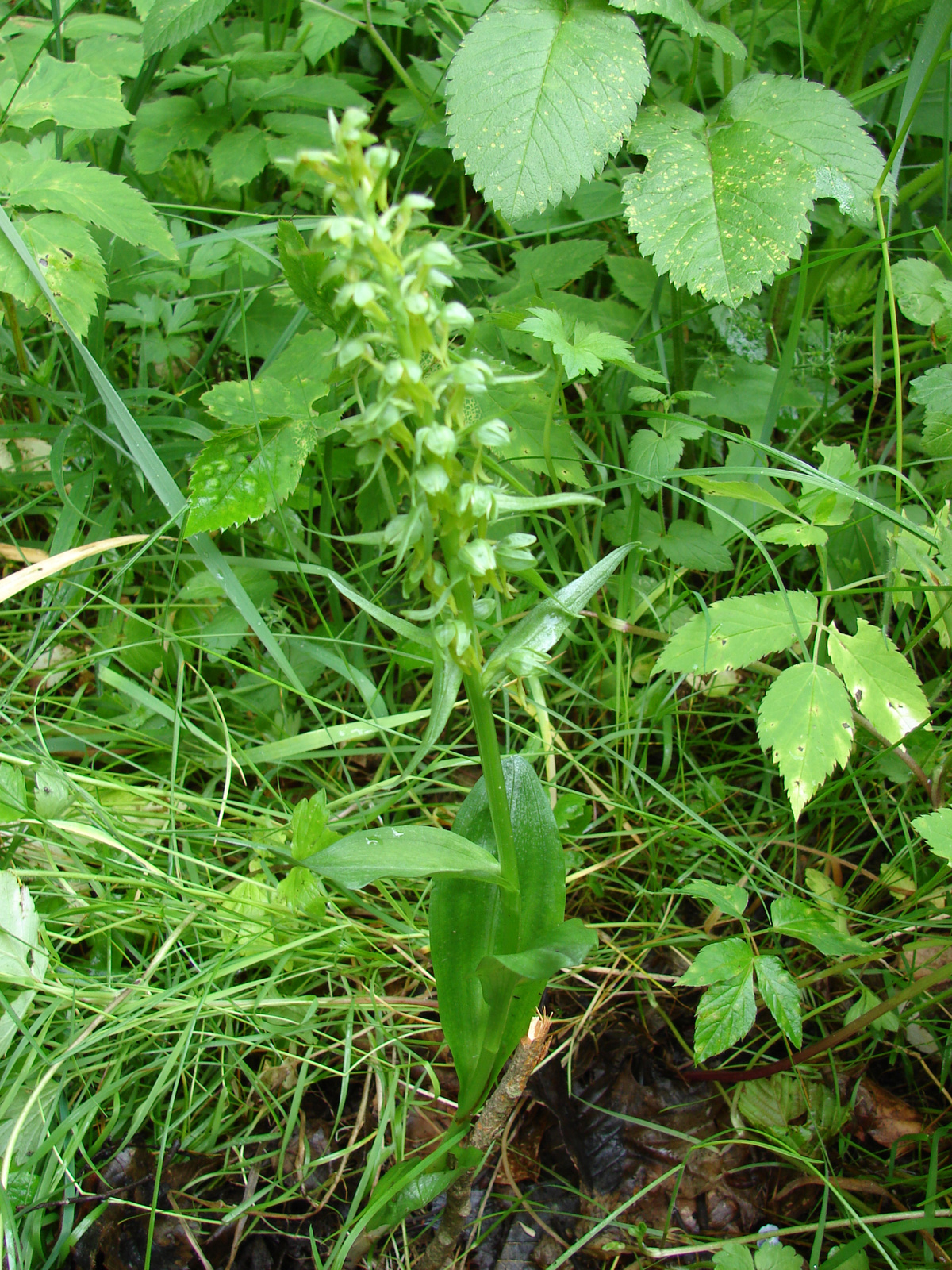 Zöldike (Coeloglossum viride)