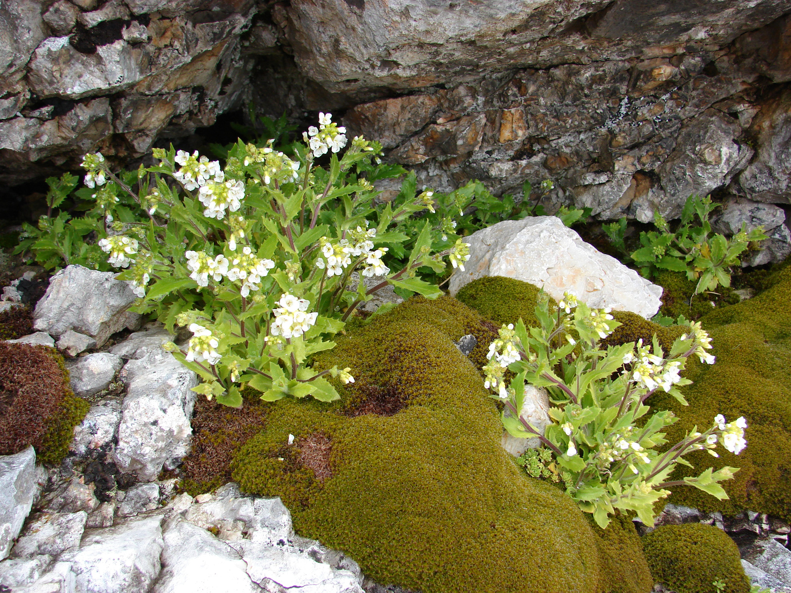 Havasi ikravirág (Arabis alpina)