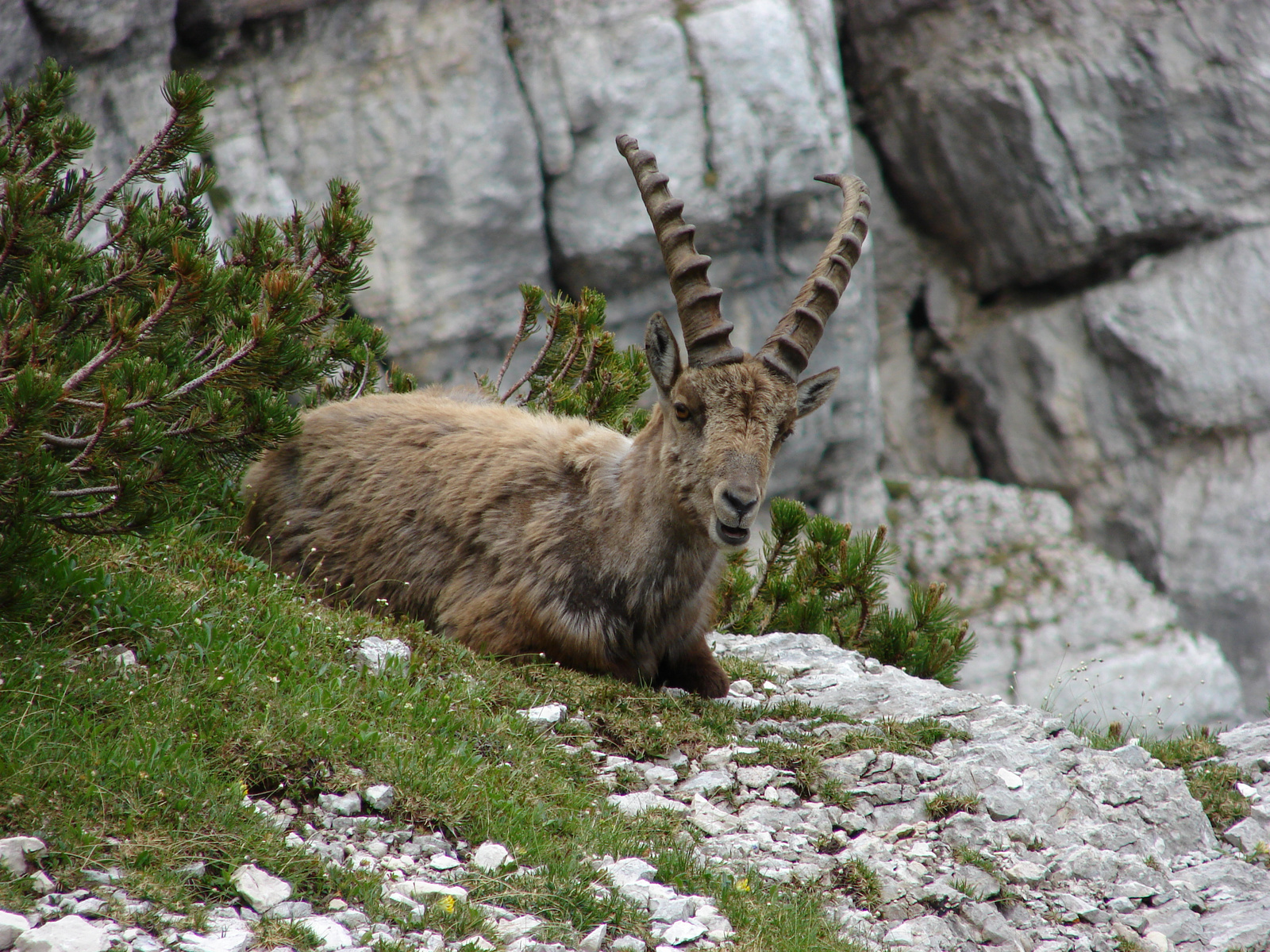 Alpesi kőszáli kecske (Capra ibex)