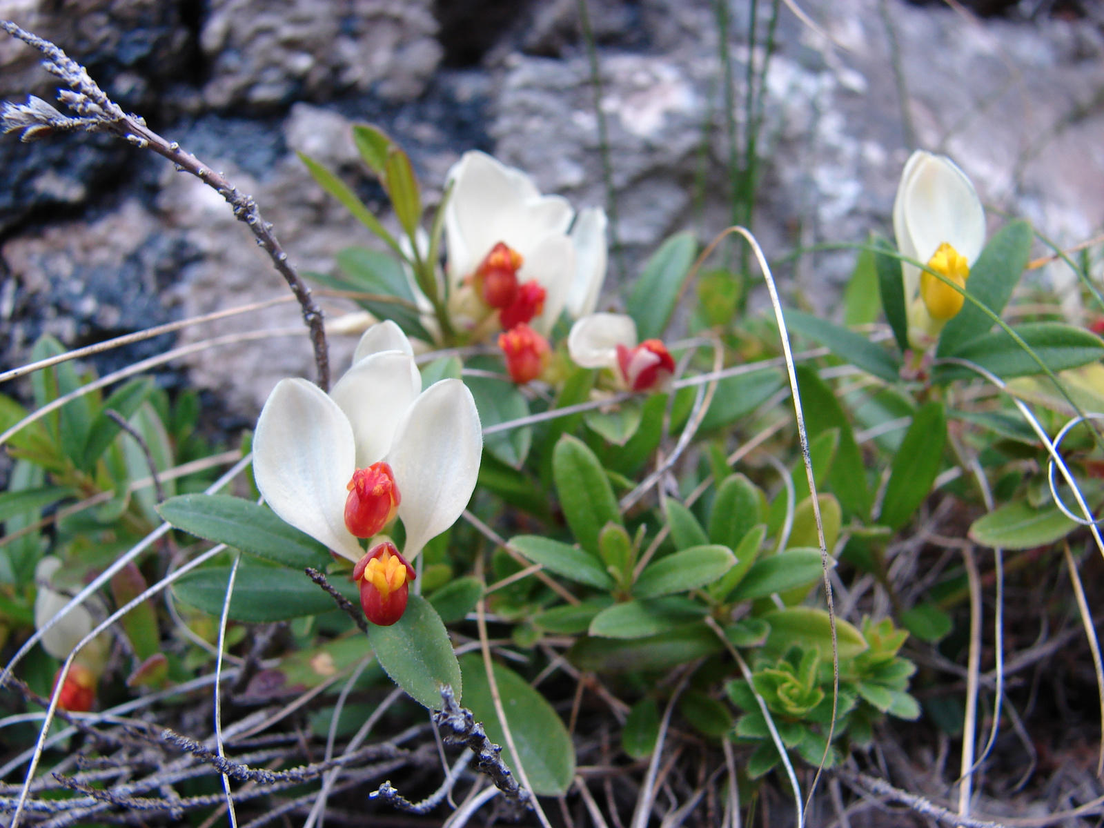 Puszpáng pacsirtafű (Polygala chamaebuxus)