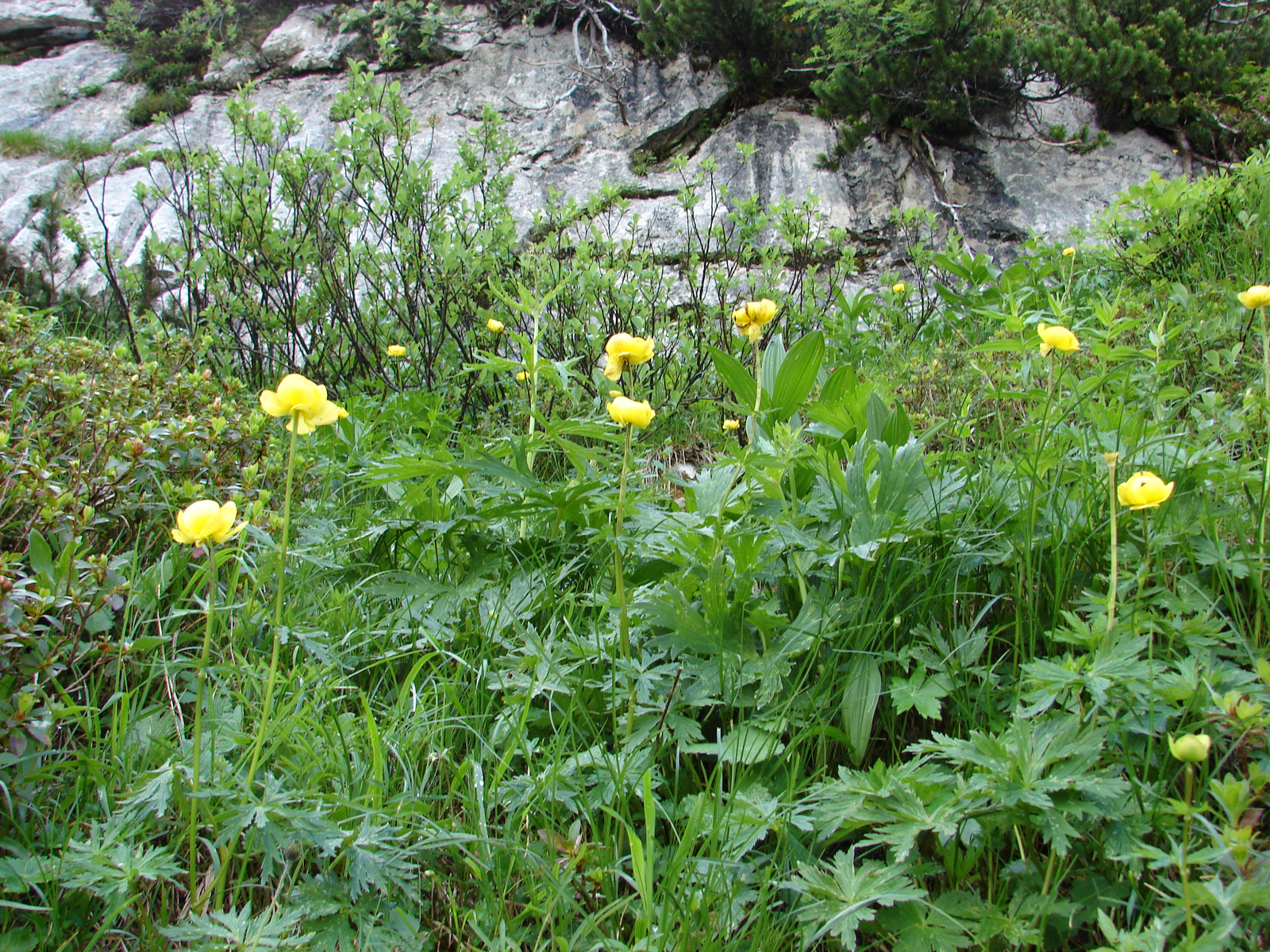 Zergeboglár (Trollius europaeus)