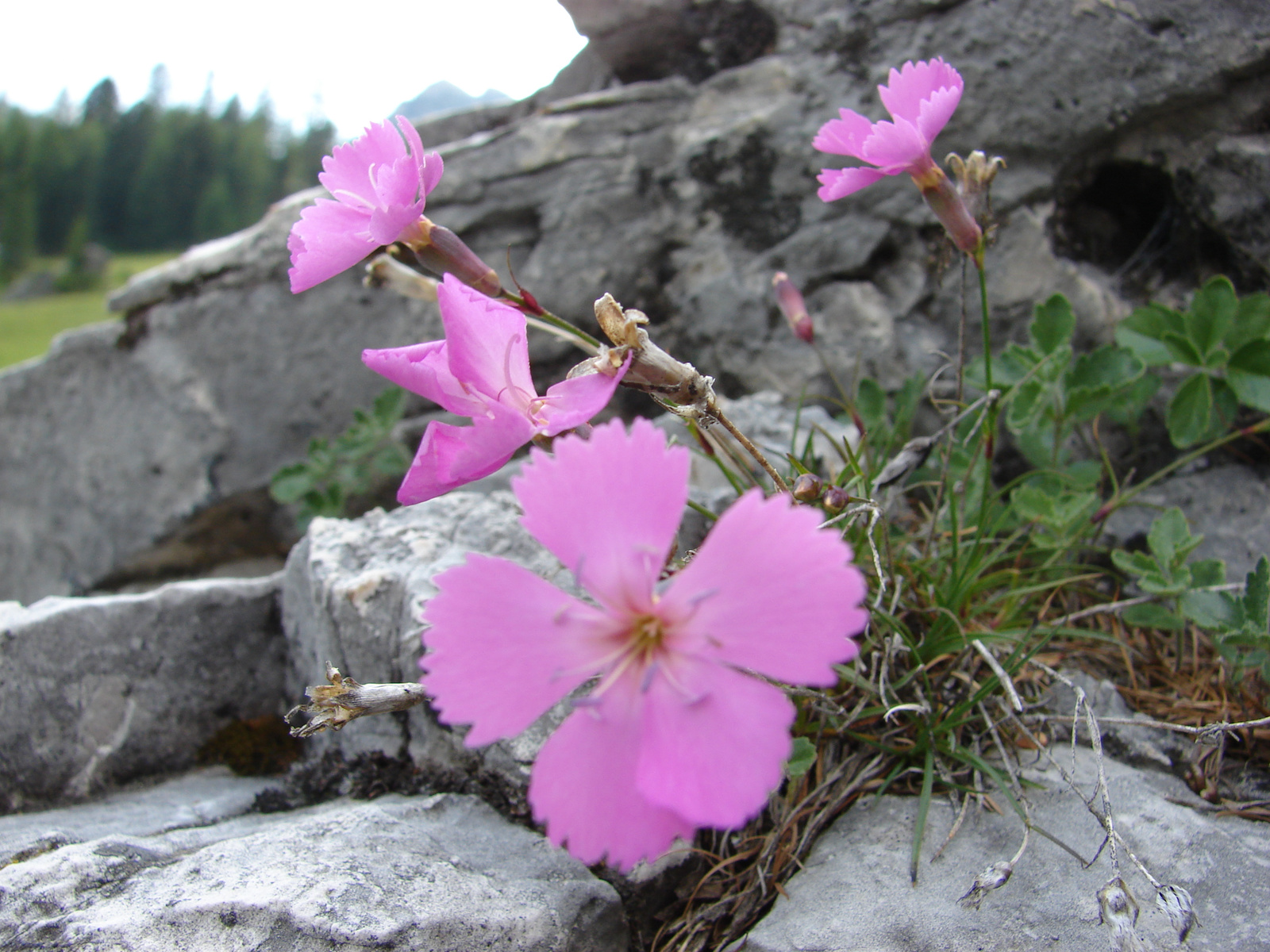 Hószéli szegfű (Dianthus glacialis)