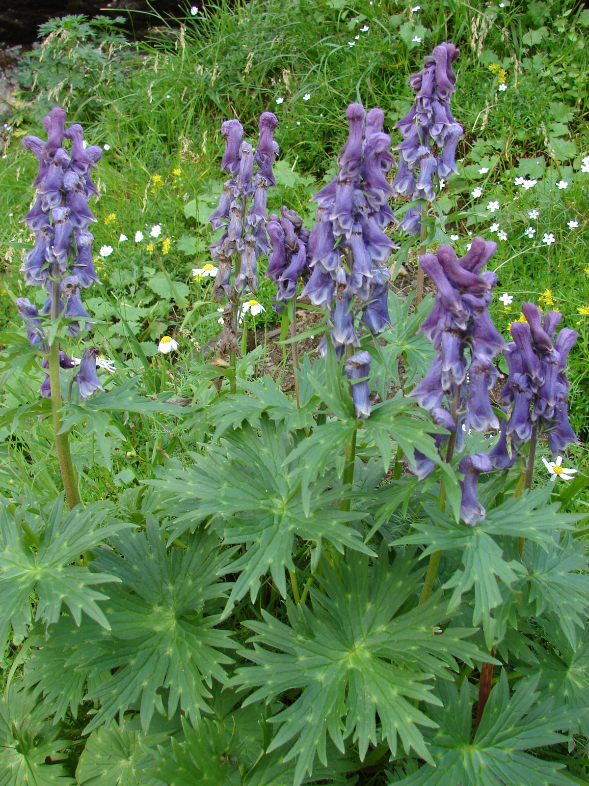 Kárpáti sisakvirág (Aconitum moldavicum)