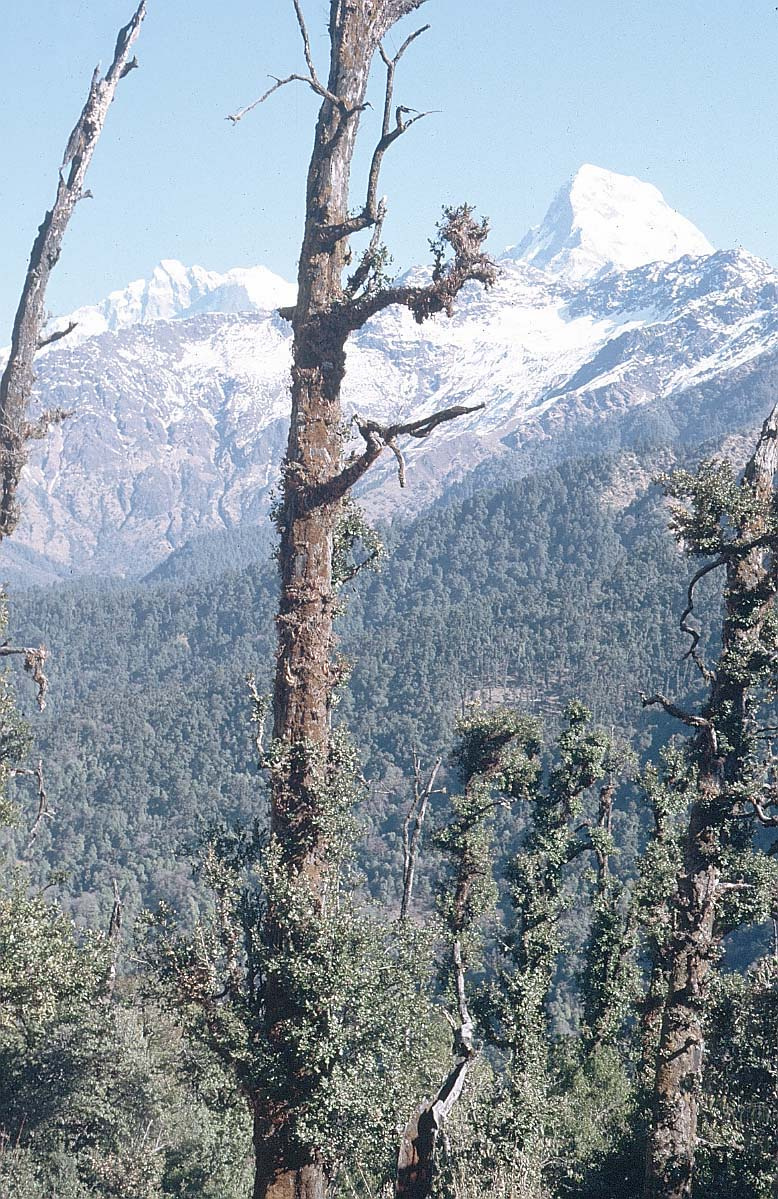 02b annapurna-nepal