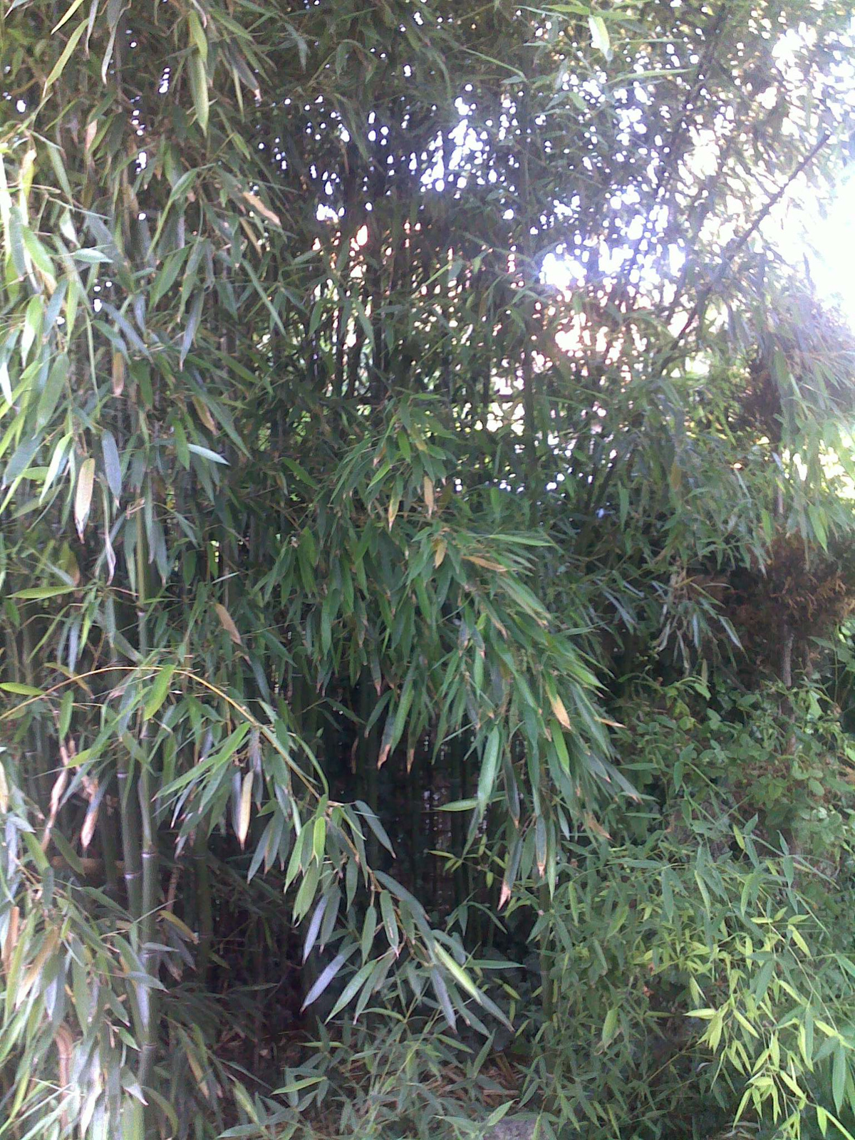 bambusz 2