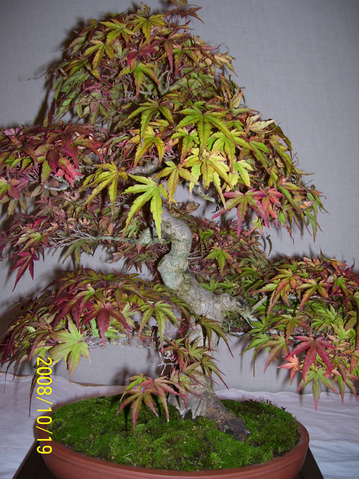 bonsai juhar1