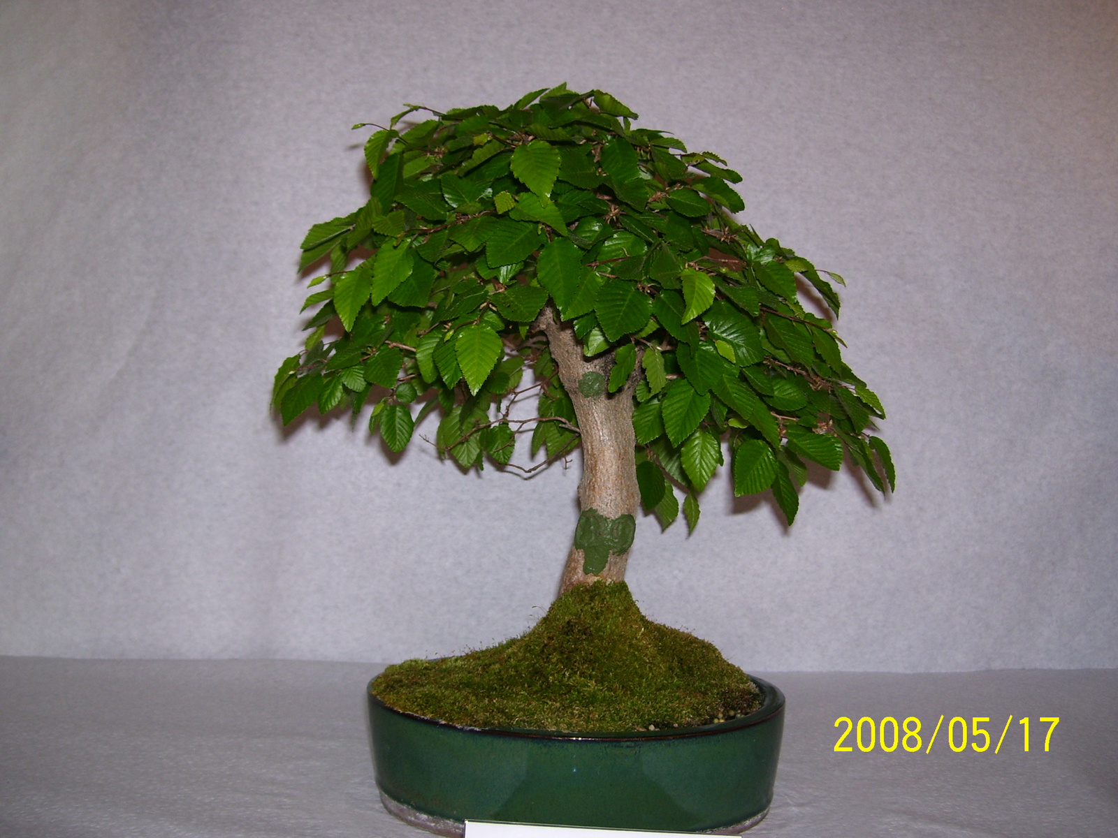 Höchstetten Bonsai30