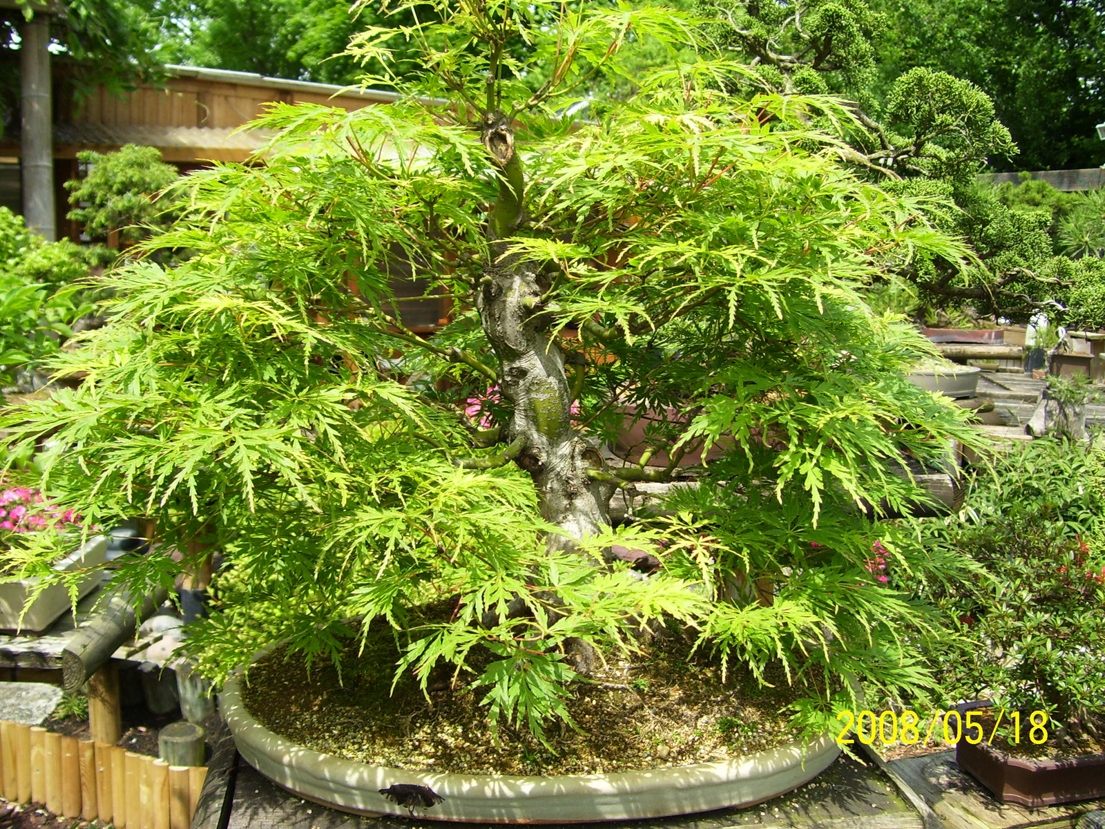 Pratteln Bonsai39