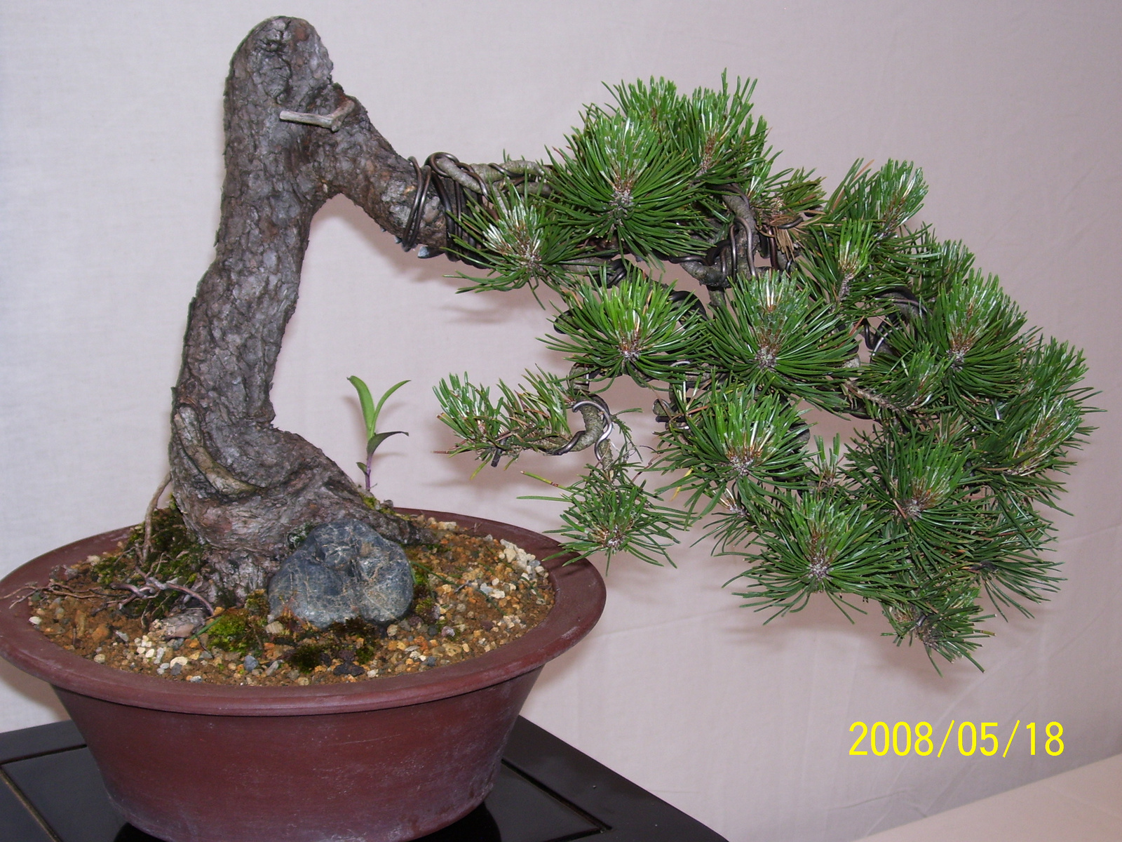 Pratteln Bonsai74