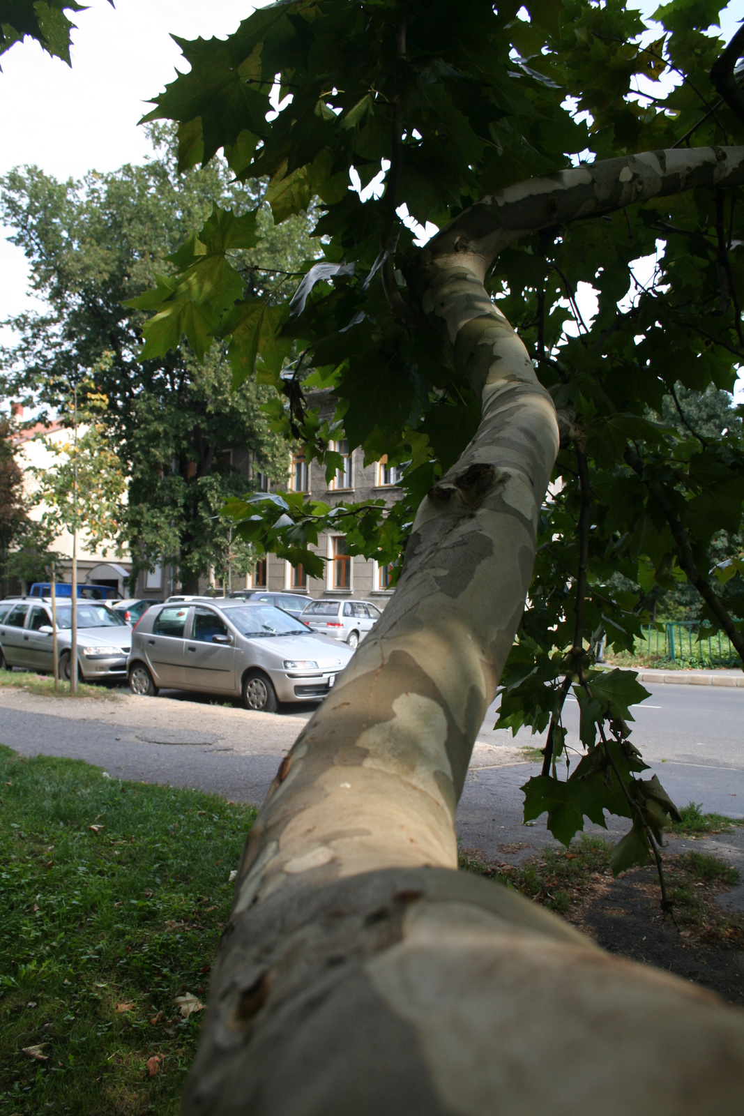 03 Szombathely - platánfa a Pelikán parkban