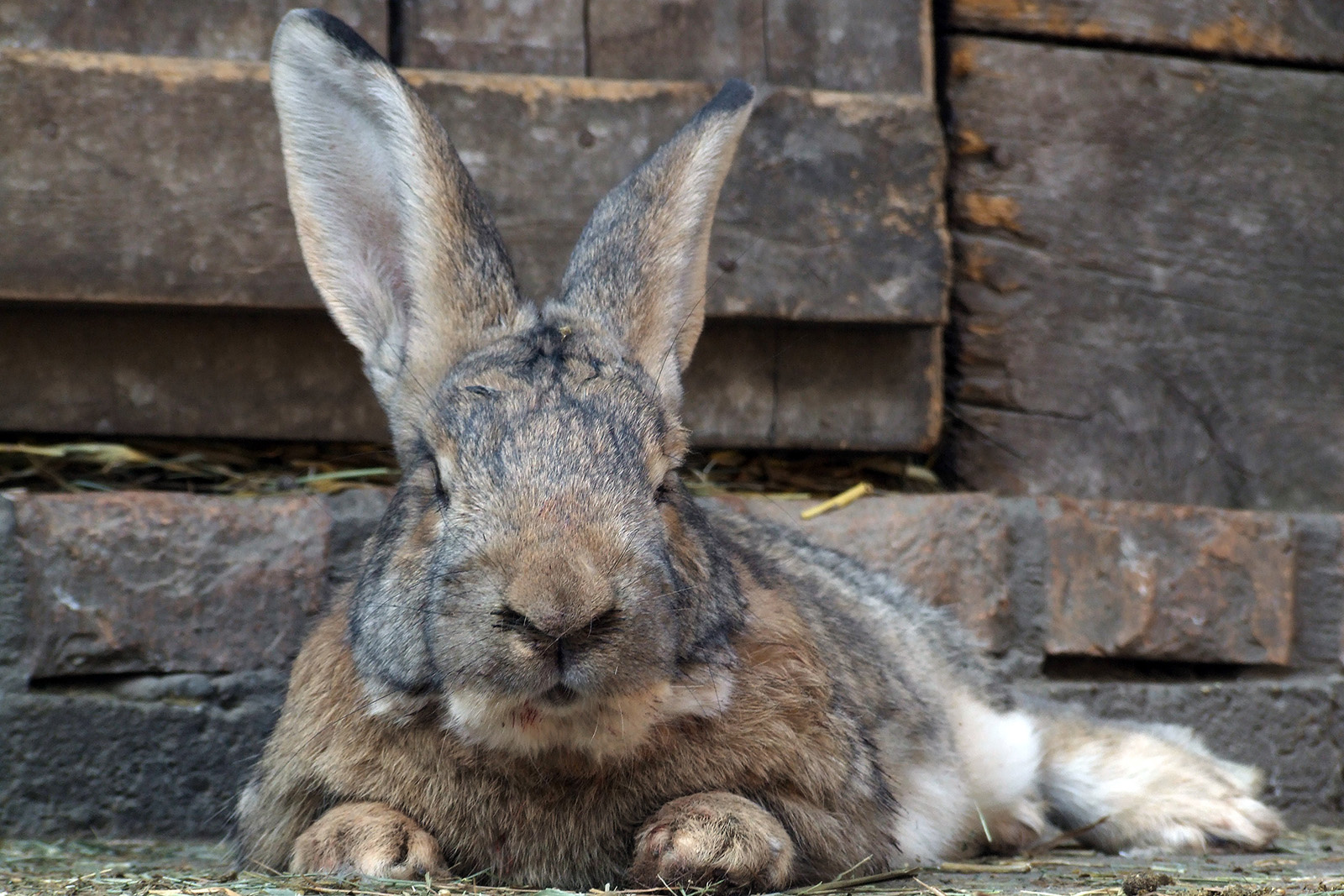 Házinyúl - Oryctolagus cuniculus var. domestica (DSCF4421)