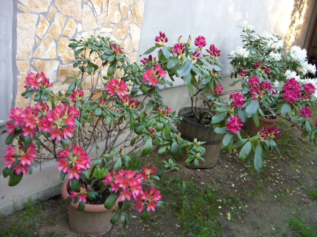 Rododendronok