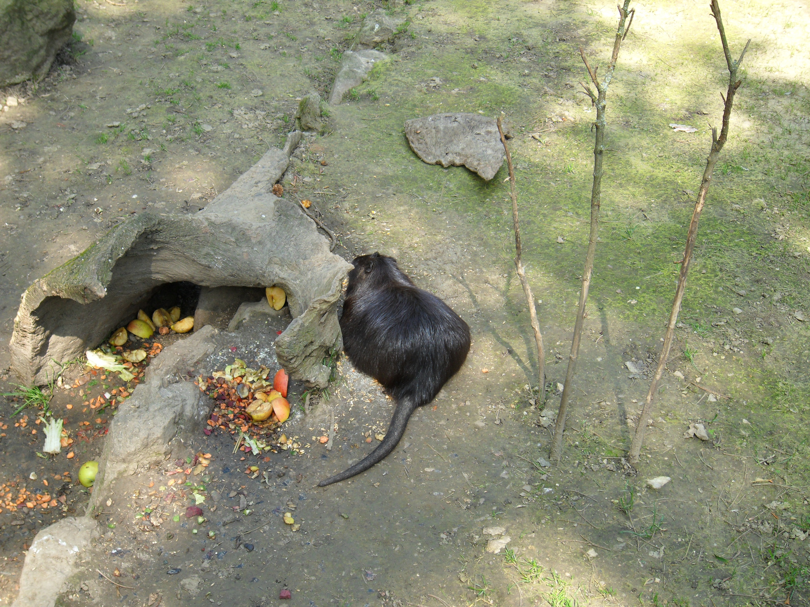 Nutria ebéd