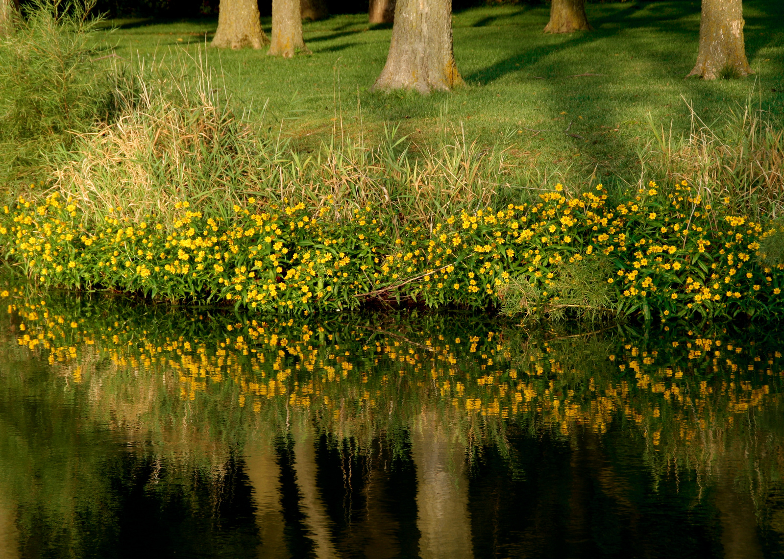 Park tukrozodes viragok