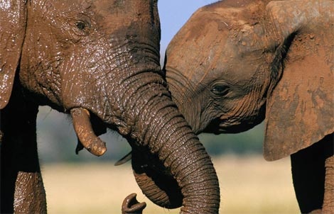 zambezi-elephants-504584-ga