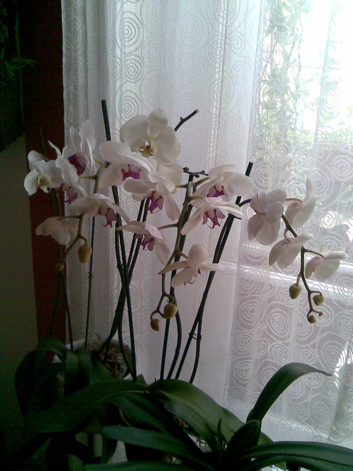 Orchidea