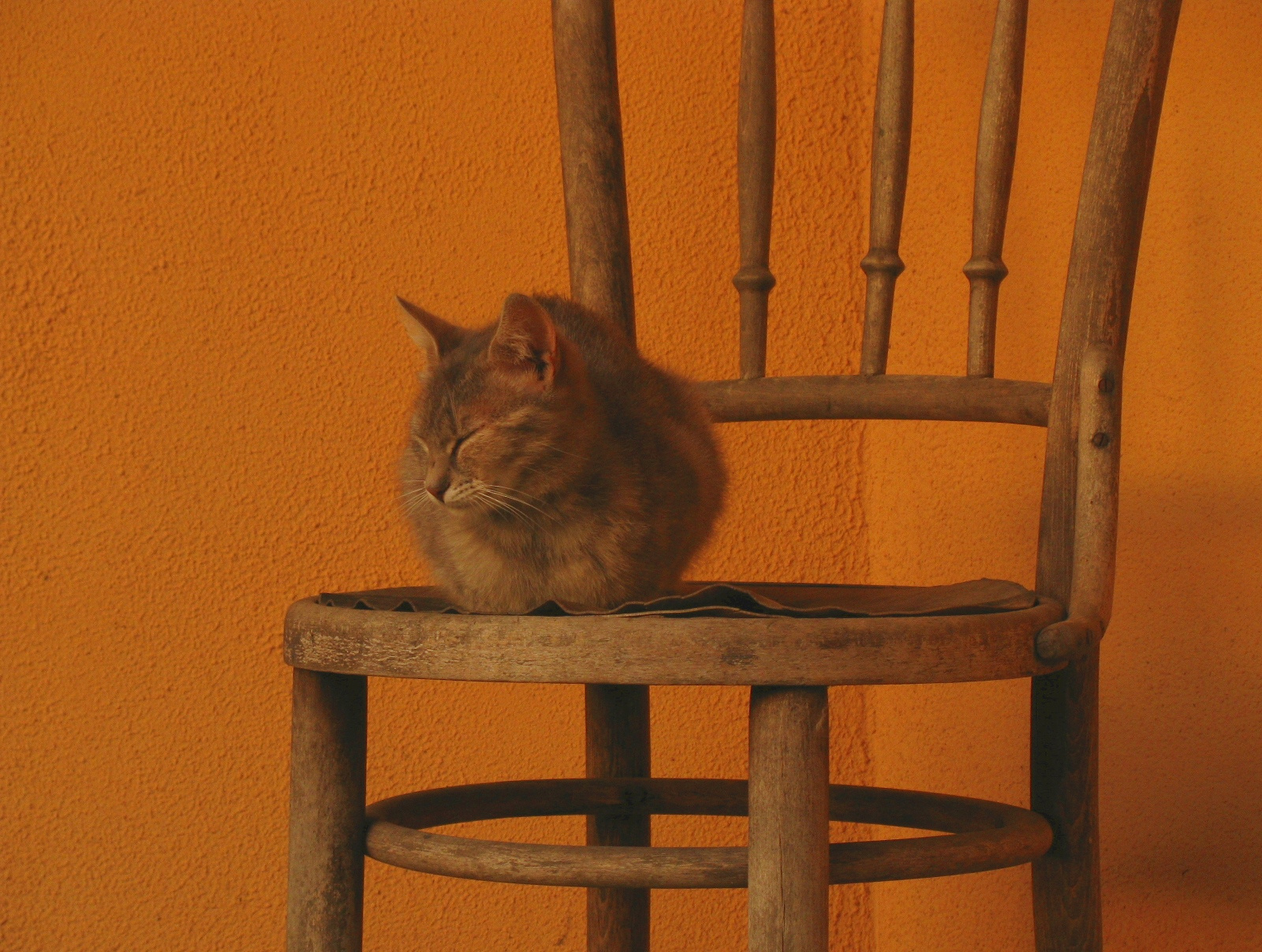 szék alvó macskával