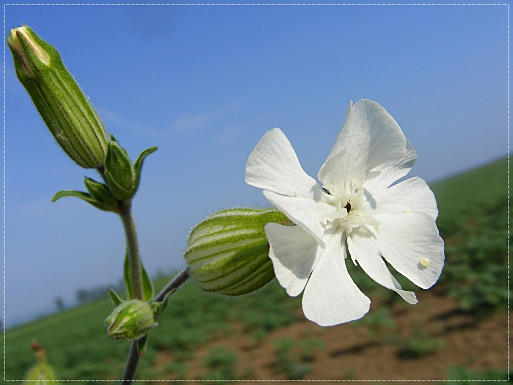 fehér mécsvirág