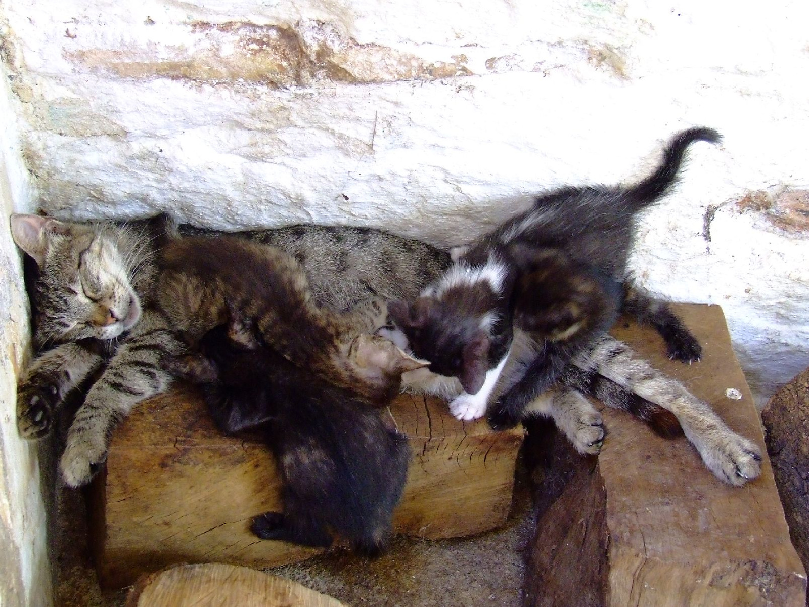 Paleokastritsa, Monastery #5