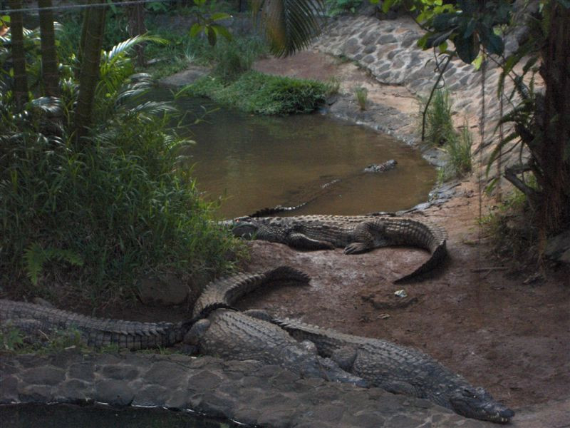 mauritius, aligátorfarm