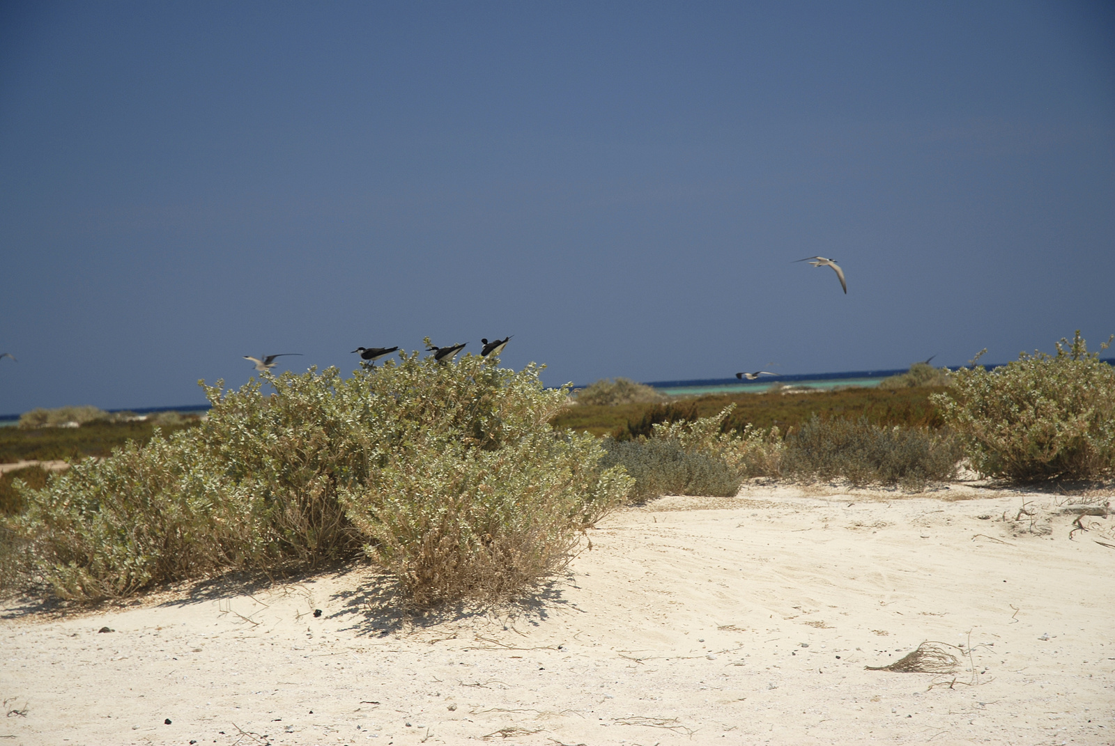 Marsa Alam (119)