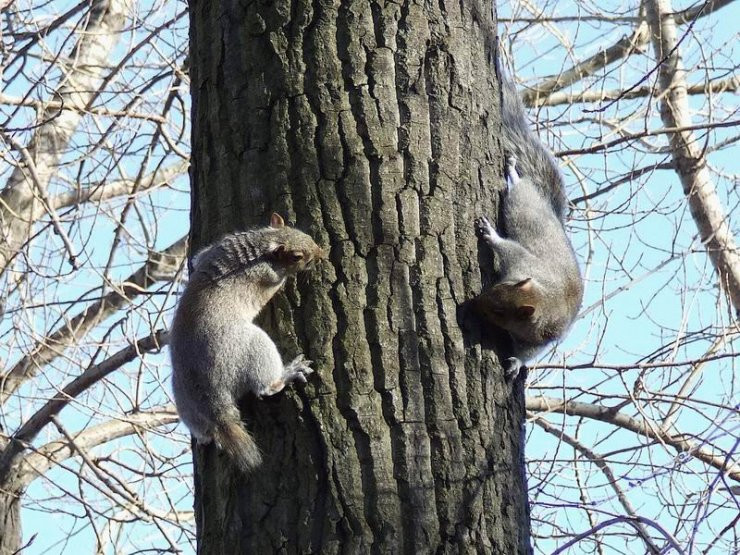 09 squirrels 143718