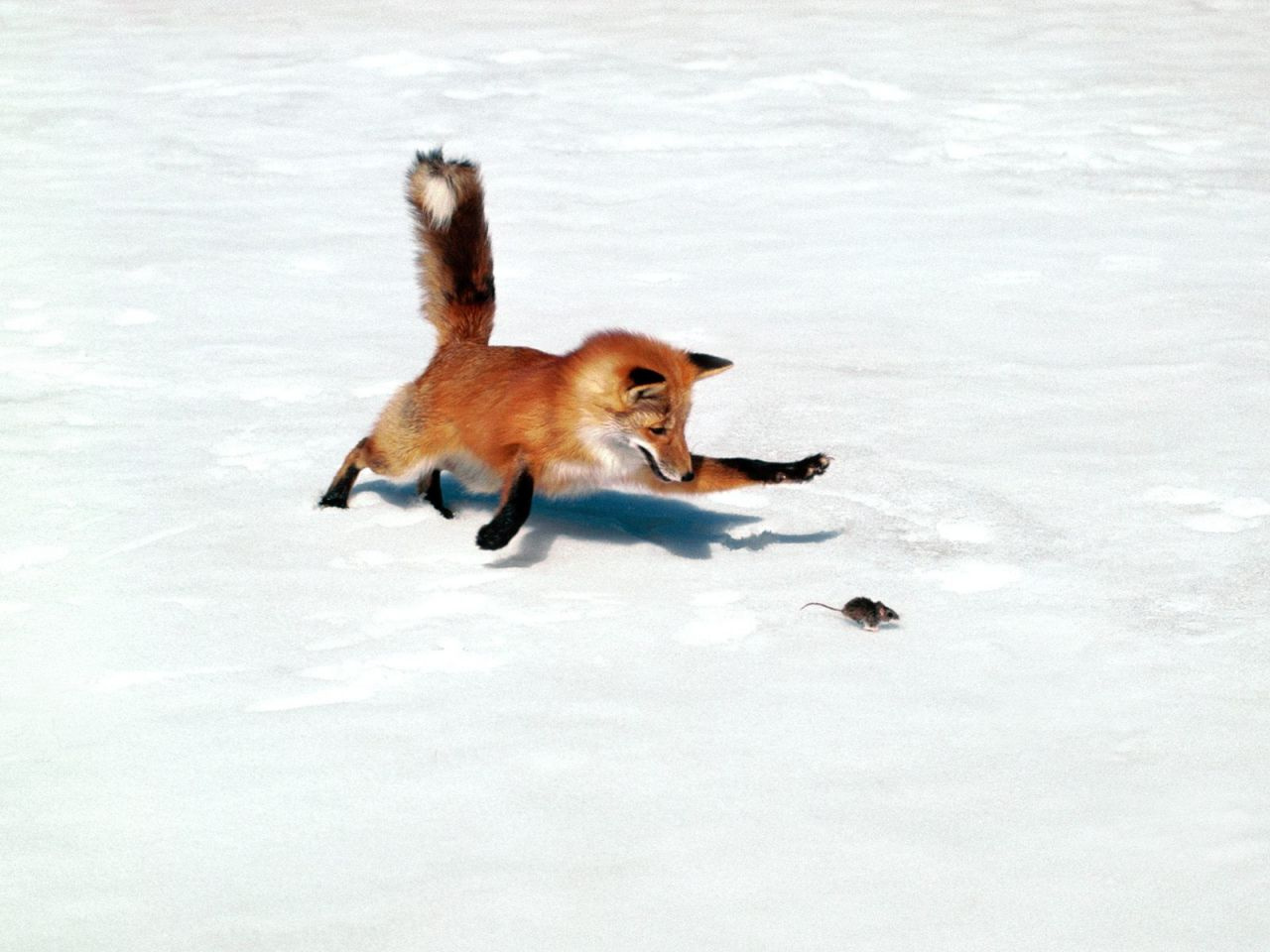 Chasing a Snack%2C Red Fox