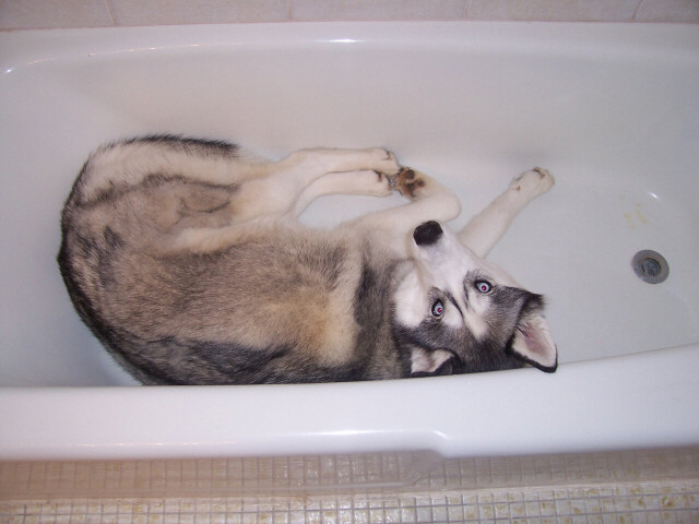 Hiei Lounging in the Bathtub by Asaki Kakan