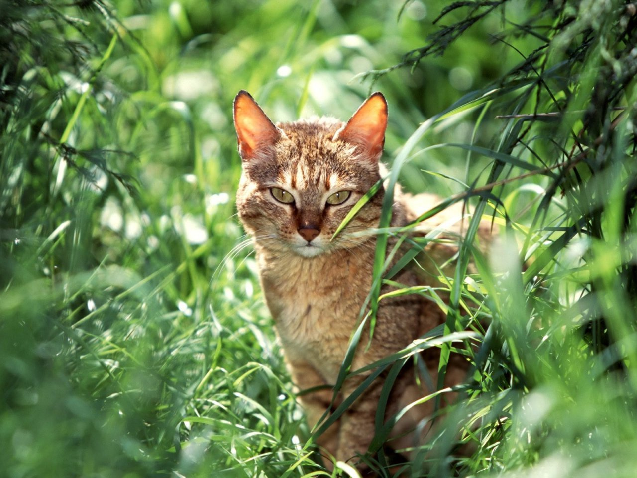 Arabian Wildcat