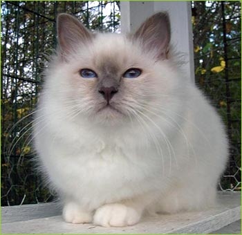 Birman3