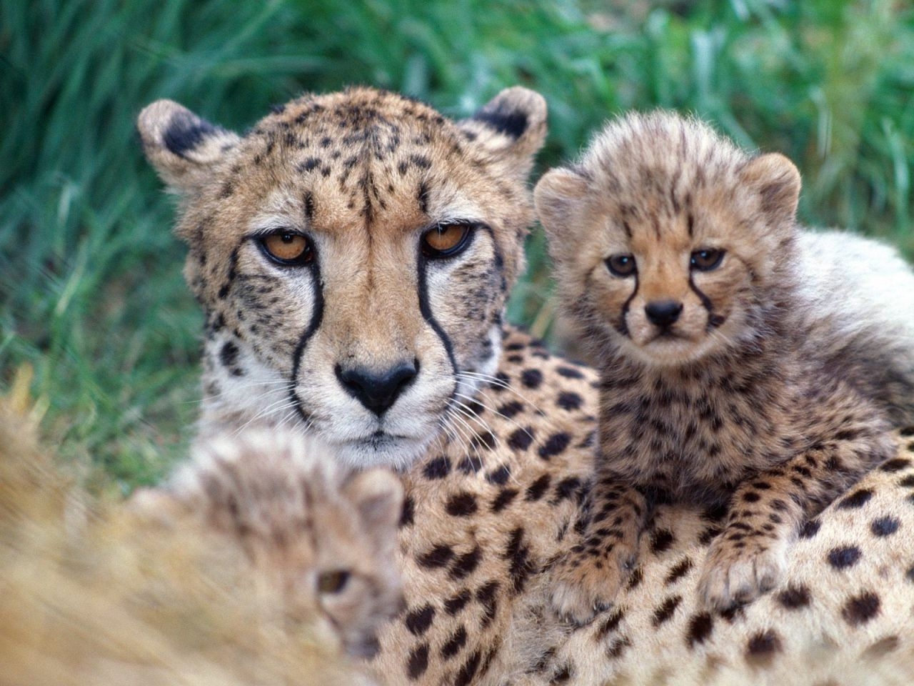 Family Close-Up%2C Cheetahs