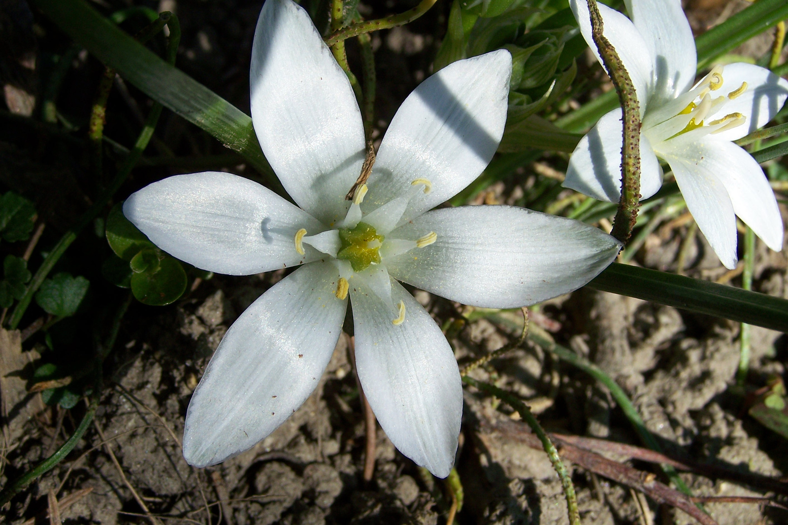 Margit-sziget 07.04.05 004