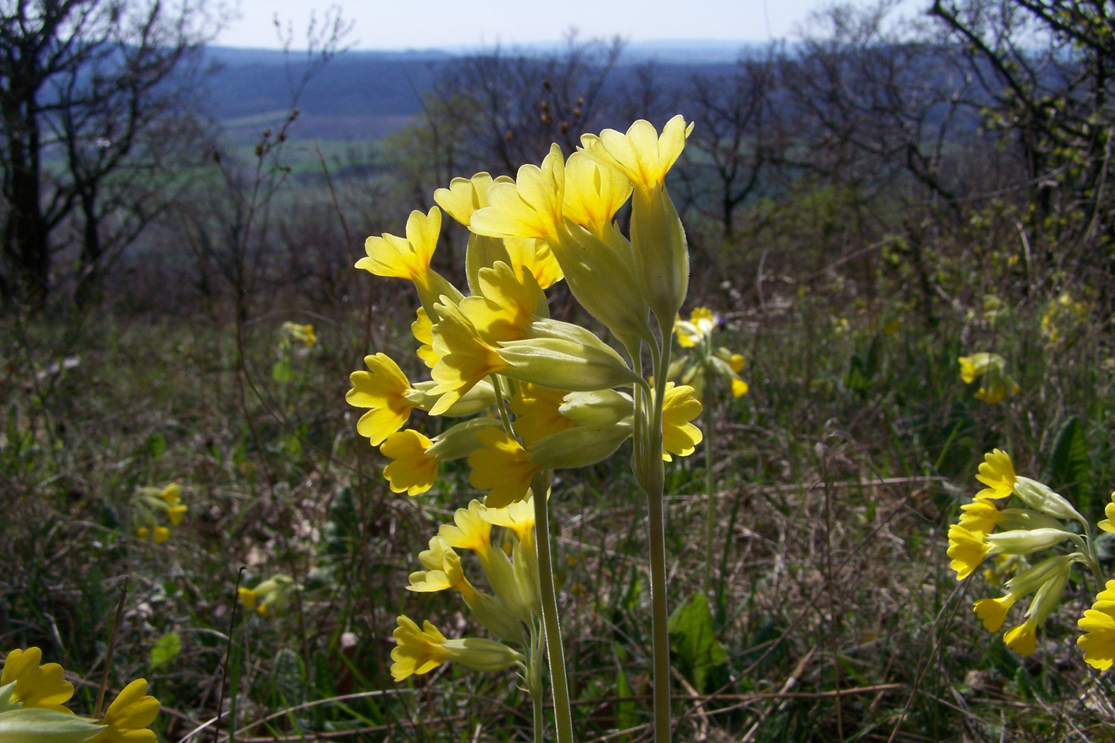 Pilisszántó 07.04.07. 035