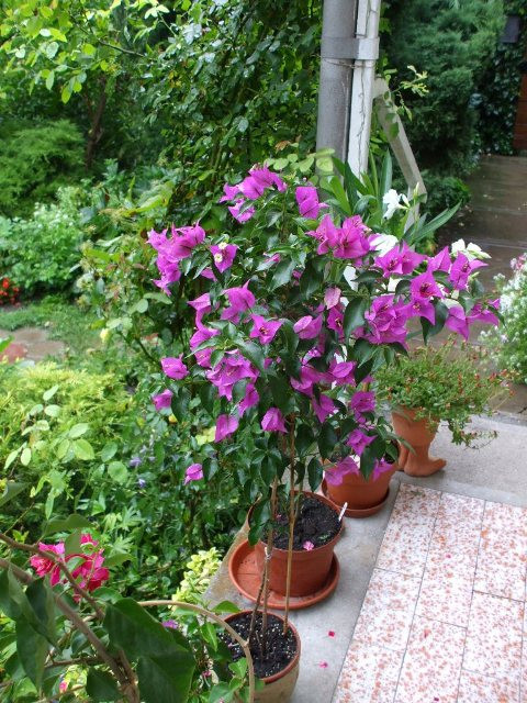 bouganvillea 'Glabra' fácskám