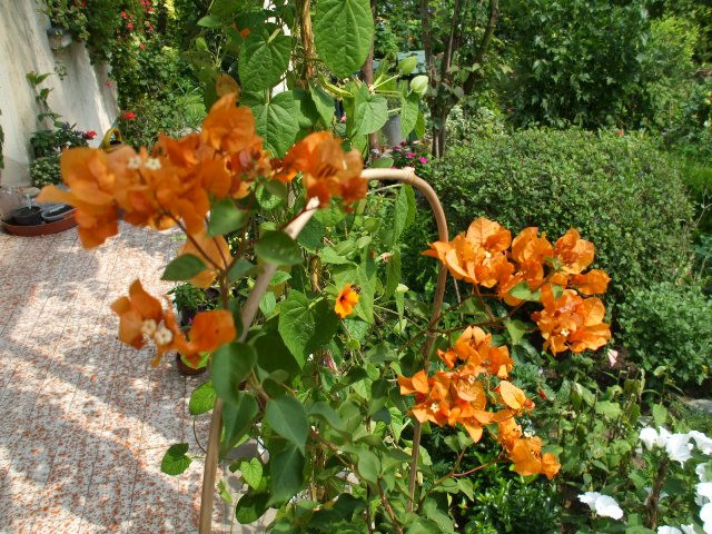 bouganvillea 'California Gold'