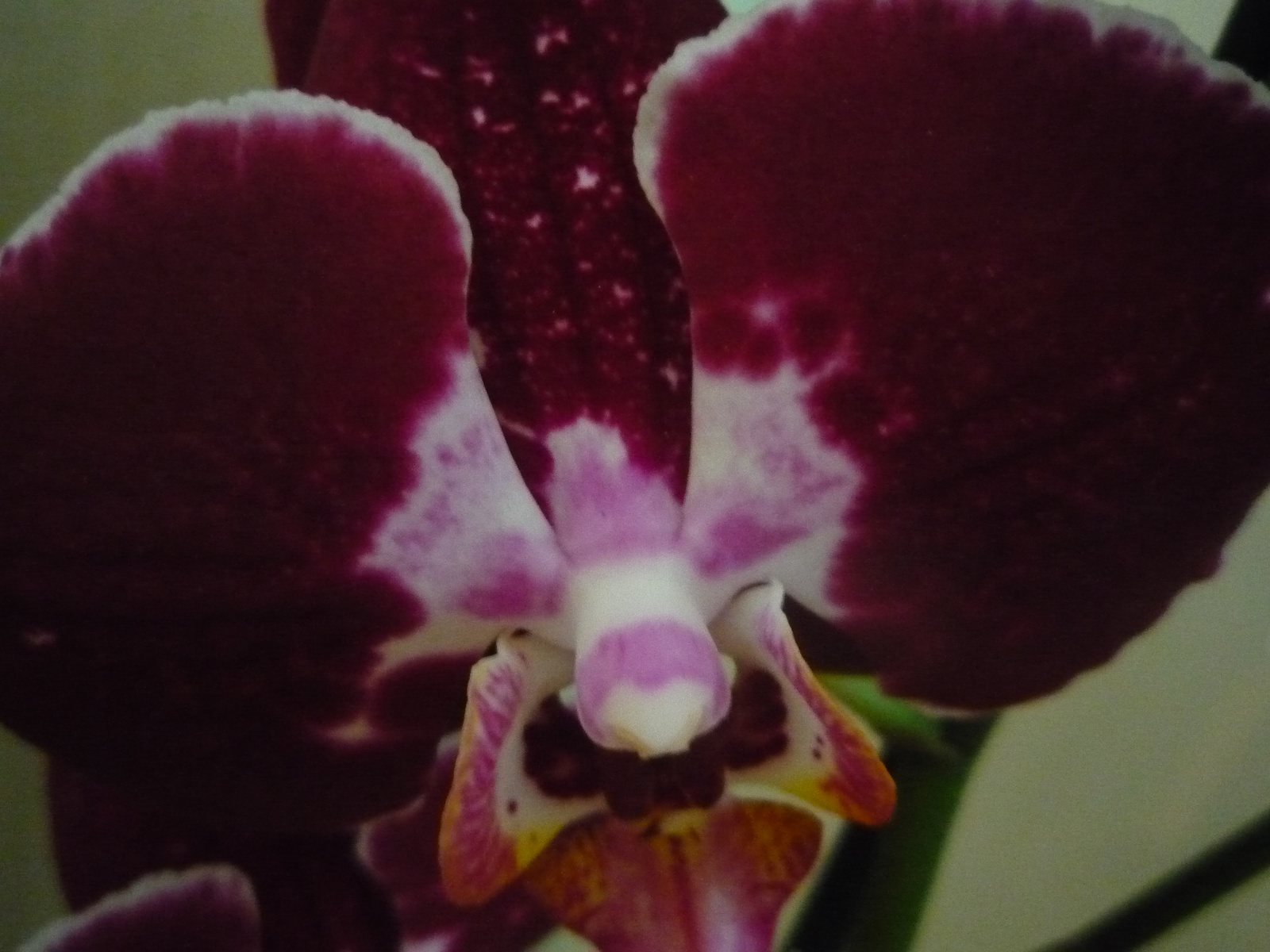 2011. ÁPRILIS  29. ORCHIDEÁK 010