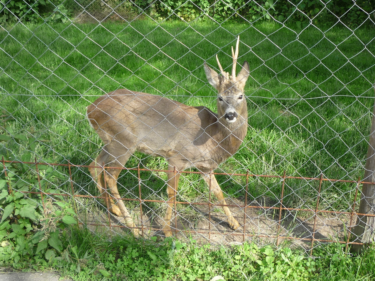 Bambi