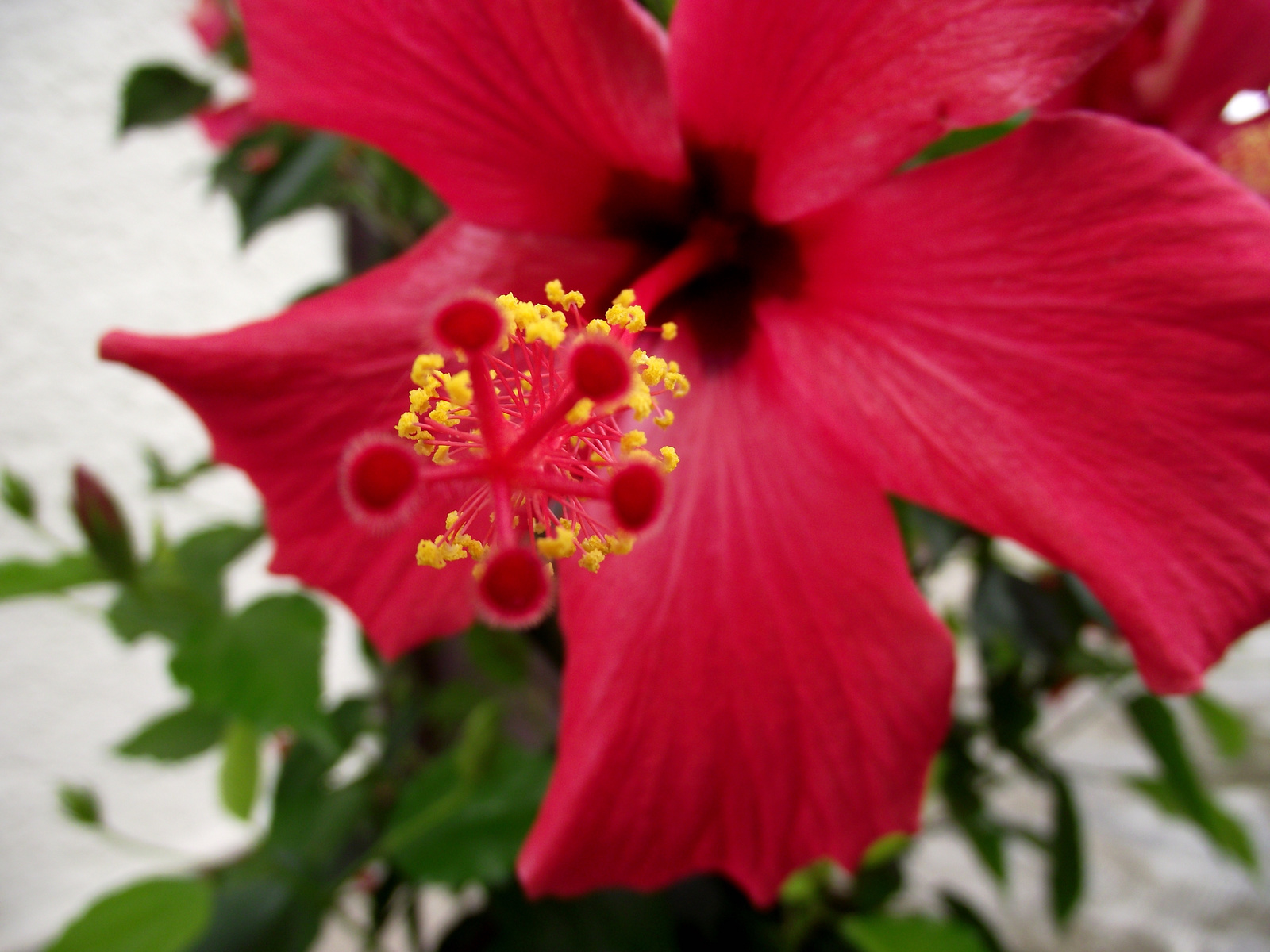 Hibiszkusz